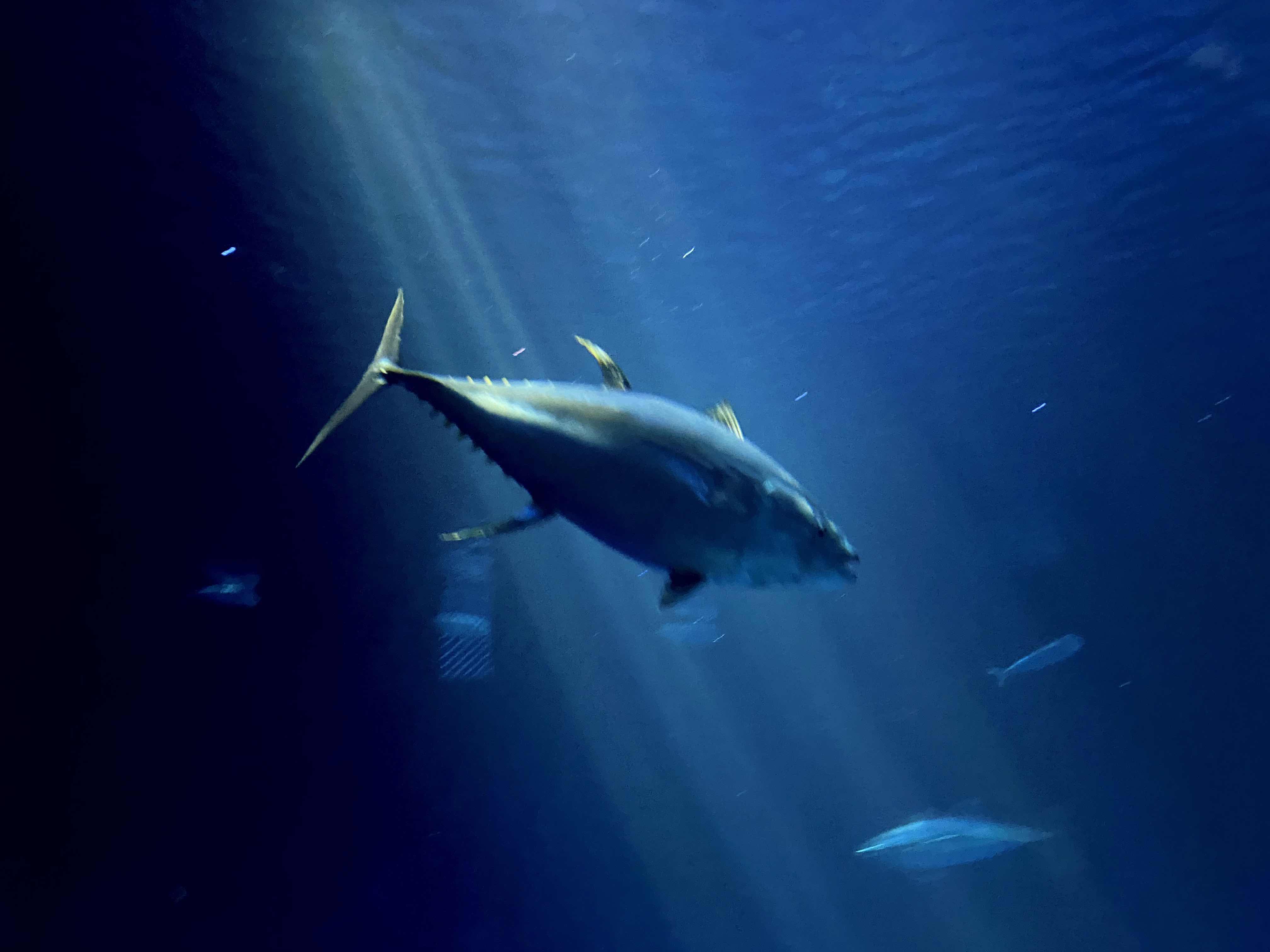 Big Tuna